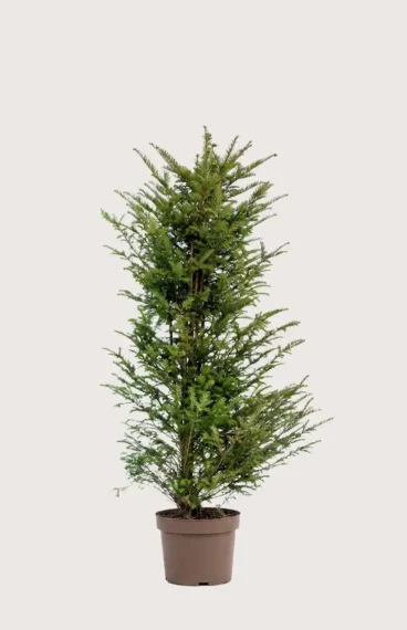 Idegran Taxus Baccata
