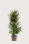 Idegran Taxus Baccata