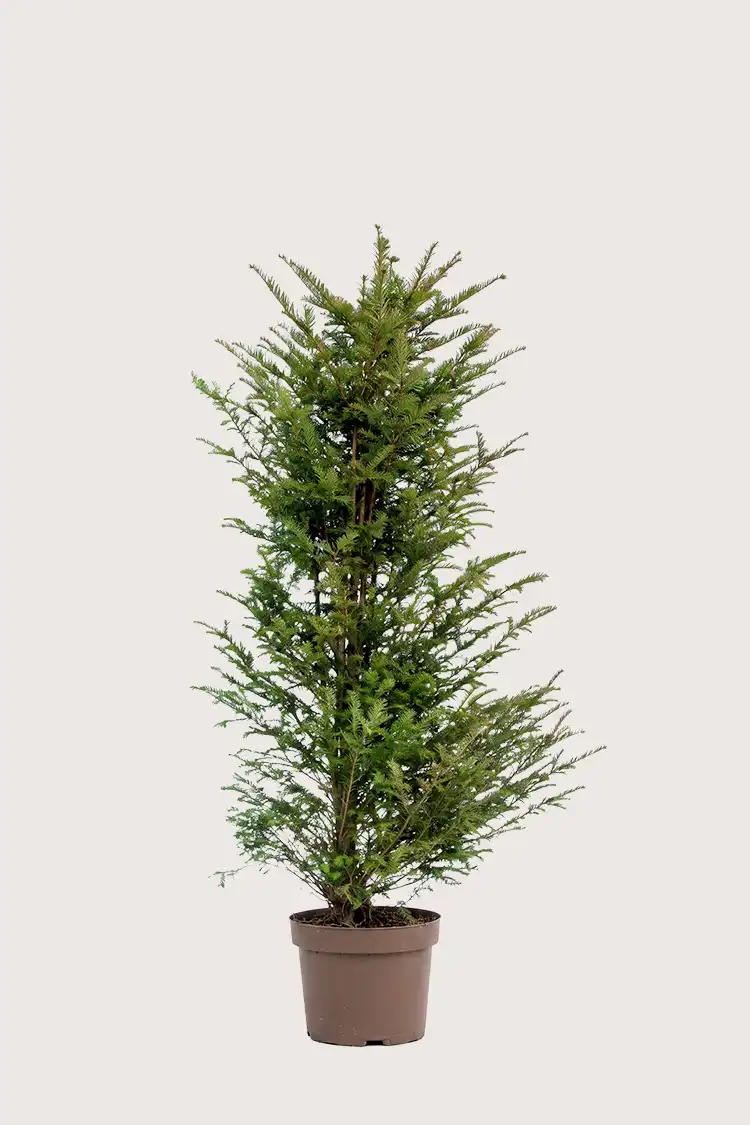 Idegran Taxus Baccata