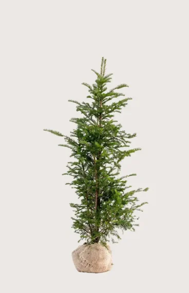 Idegran Taxus Baccata