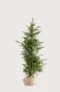 Idegran Taxus Baccata