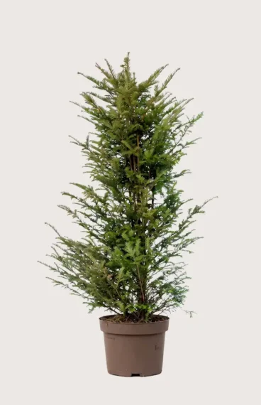 Idegran Taxus Baccata