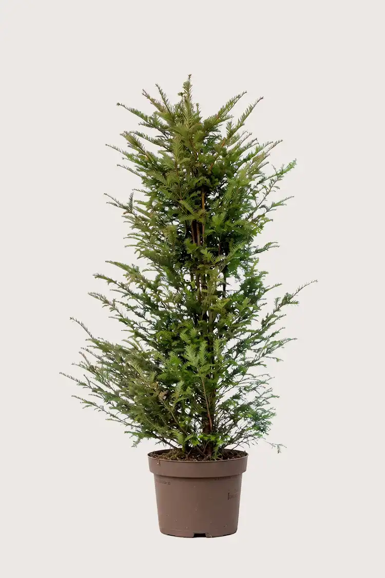 Idegran Taxus Baccata
