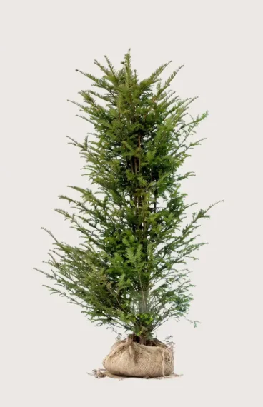 Idegran Taxus Baccata