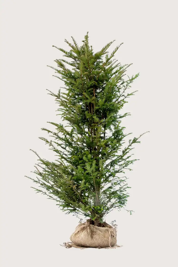 Idegran Taxus Baccata