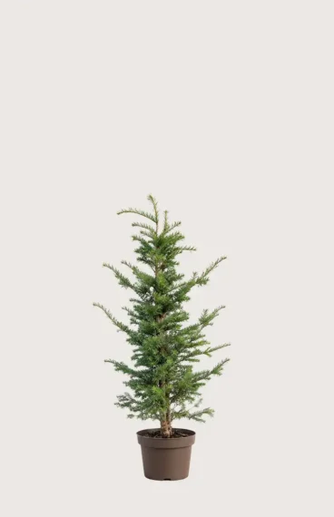 Idegran Taxus Baccata