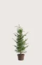 Idegran Taxus Baccata