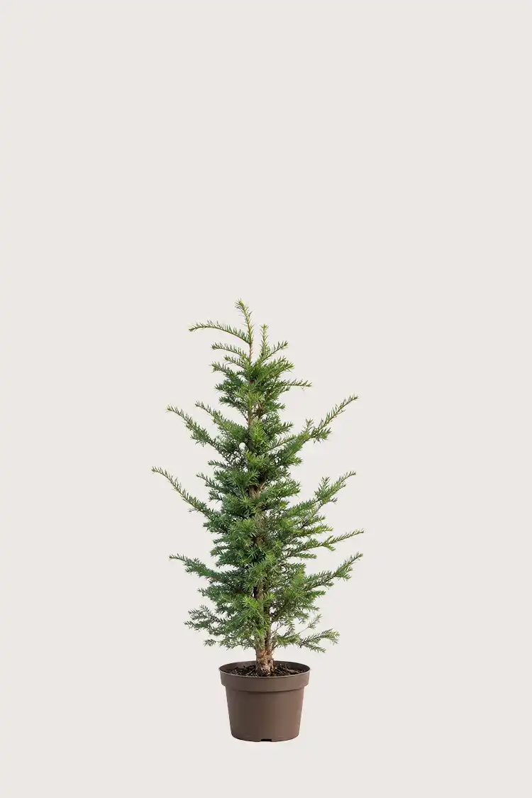 Idegran Taxus Baccata