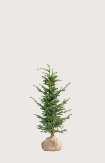 Idegran Taxus Baccata