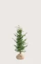 Idegran Taxus Baccata