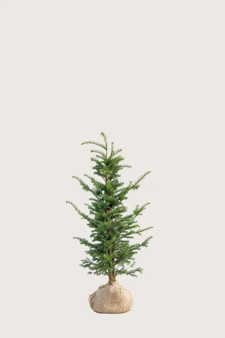 Idegran Taxus Baccata
