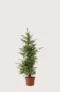 Idegran Taxus Baccata
