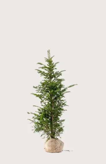 Idegran Taxus Baccata