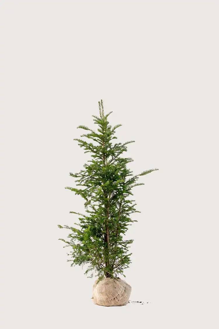 Idegran Taxus Baccata