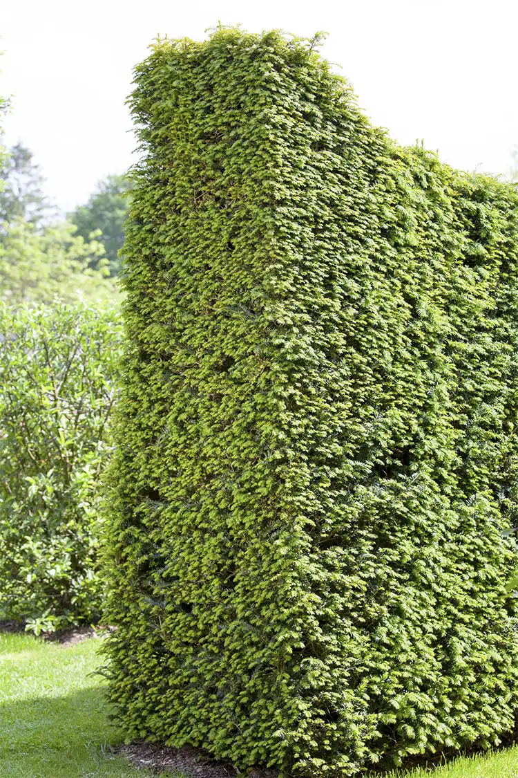 Idegran Taxus Baccata Rotklump 40-80cm - Bild 4