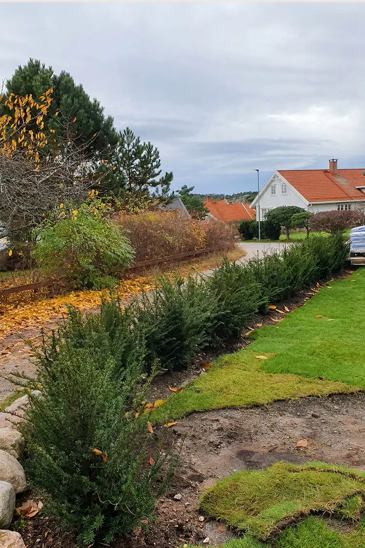 Idegran Taxus Baccata Rotklump 40-80cm - Bild 5