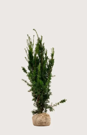 Hybrididegran Hicksii