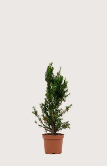 Hybrididegran Hicksii
