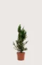 Hybrididegran Hicksii