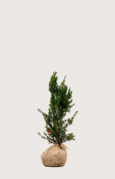 Hybrididegran Hicksii