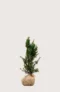 Hybrididegran Hicksii