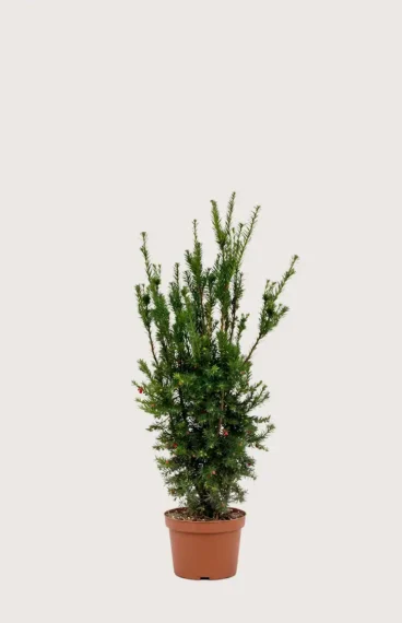 Hybrididegran Hicksii