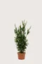 Hybrididegran Hicksii