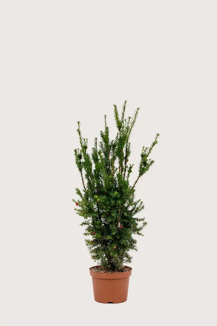 Hybrididegran Hicksii