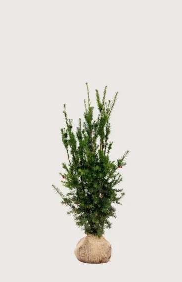 Hybrididegran Hicksii