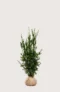 Hybrididegran Hicksii