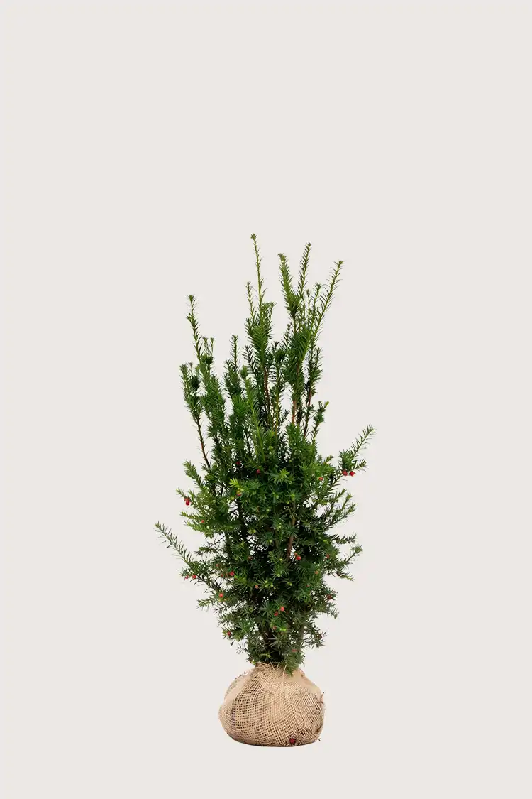 Hybrididegran Hicksii