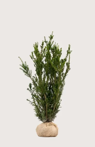 Hybrididegran Hillii