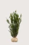 Hybrididegran Hillii