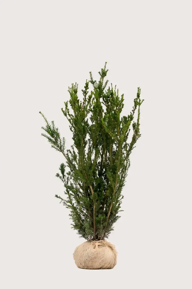 Hybrididegran Hillii