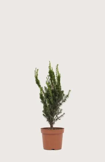 Hybrididegran Hillii