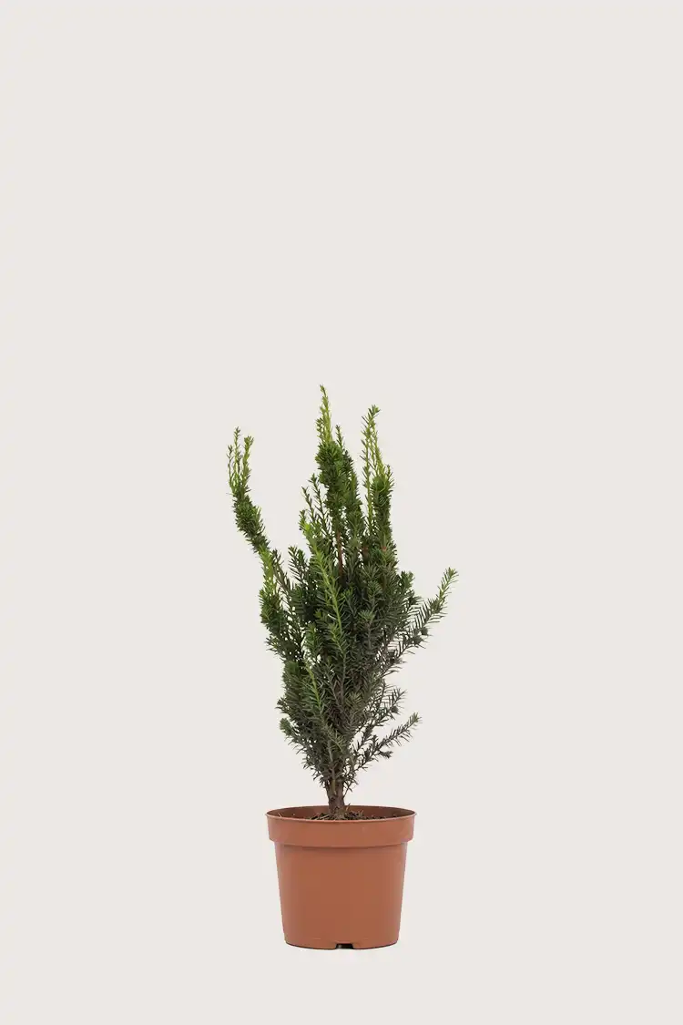 Hybrididegran Hillii