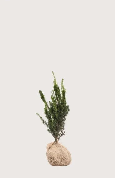 Hybrididegran Hillii