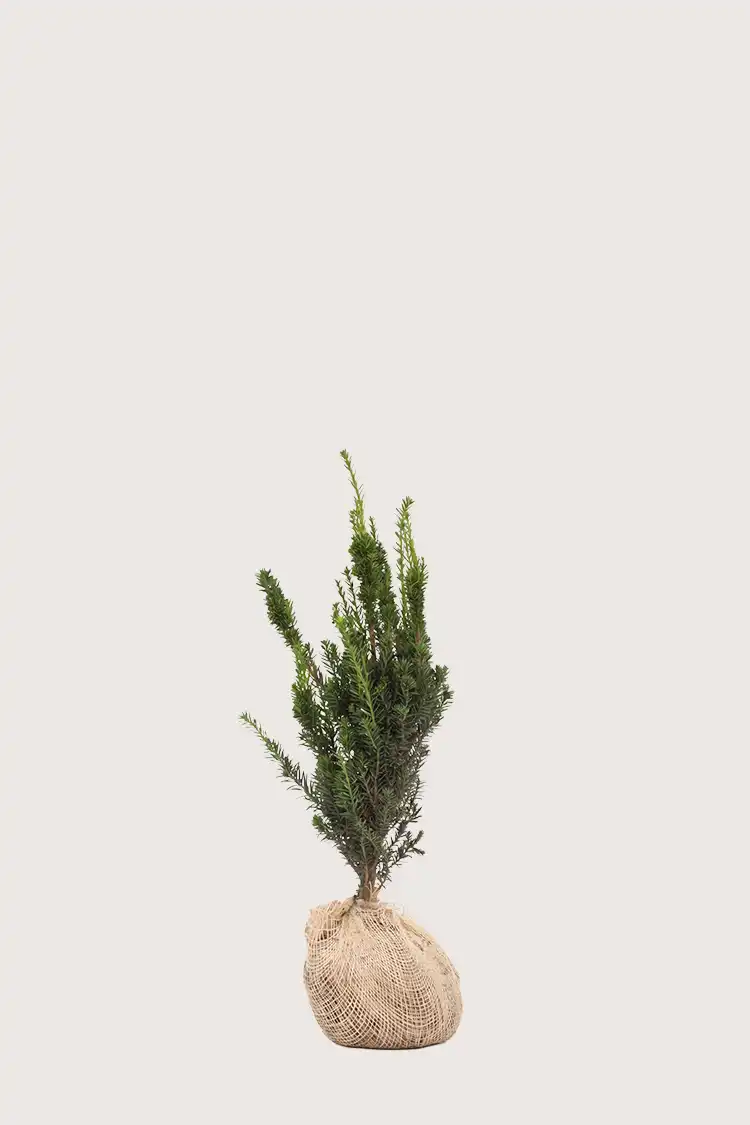 Hybrididegran Hillii