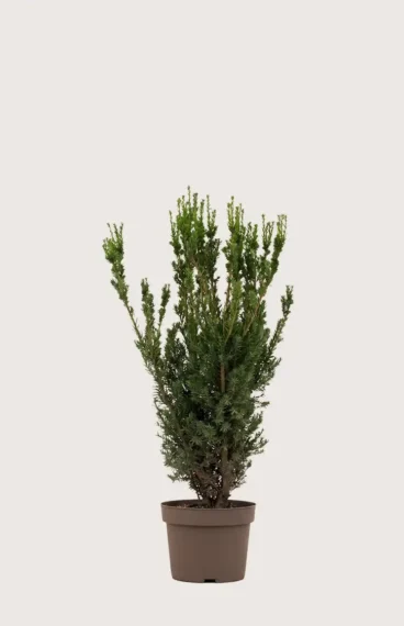 Hybrididegran Hillii