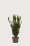 Hybrididegran Hillii