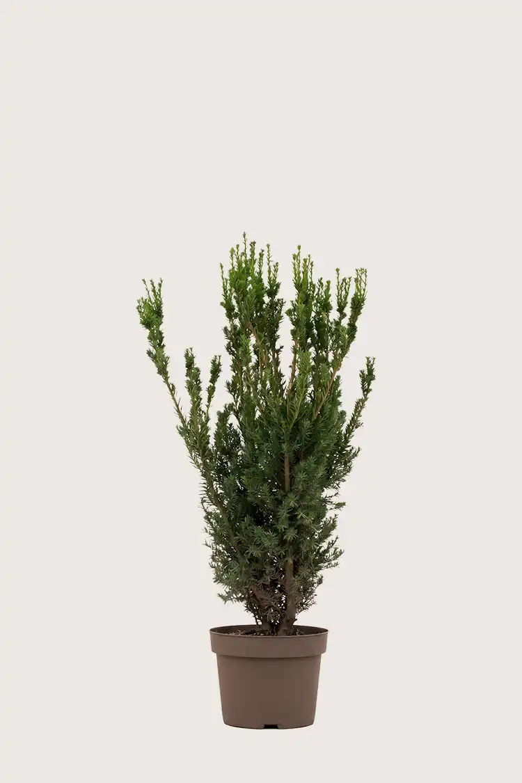 Hybrididegran Hillii