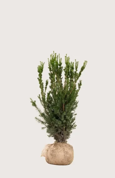 Hybrididegran Hillii
