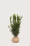 Hybrididegran Hillii