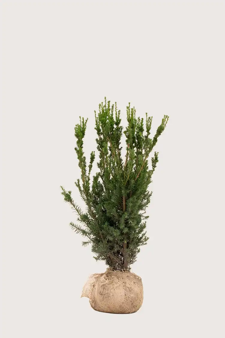Hybrididegran Hillii