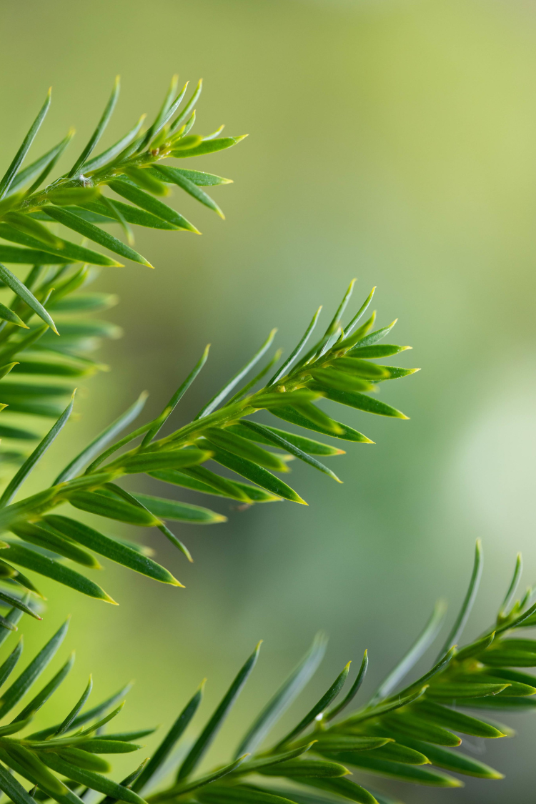 Idegran Taxus Baccata