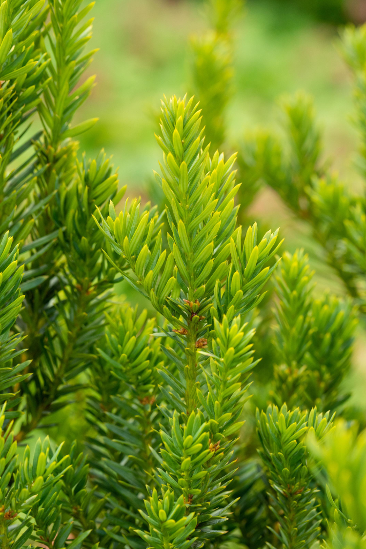 Hybrididegran Hillii