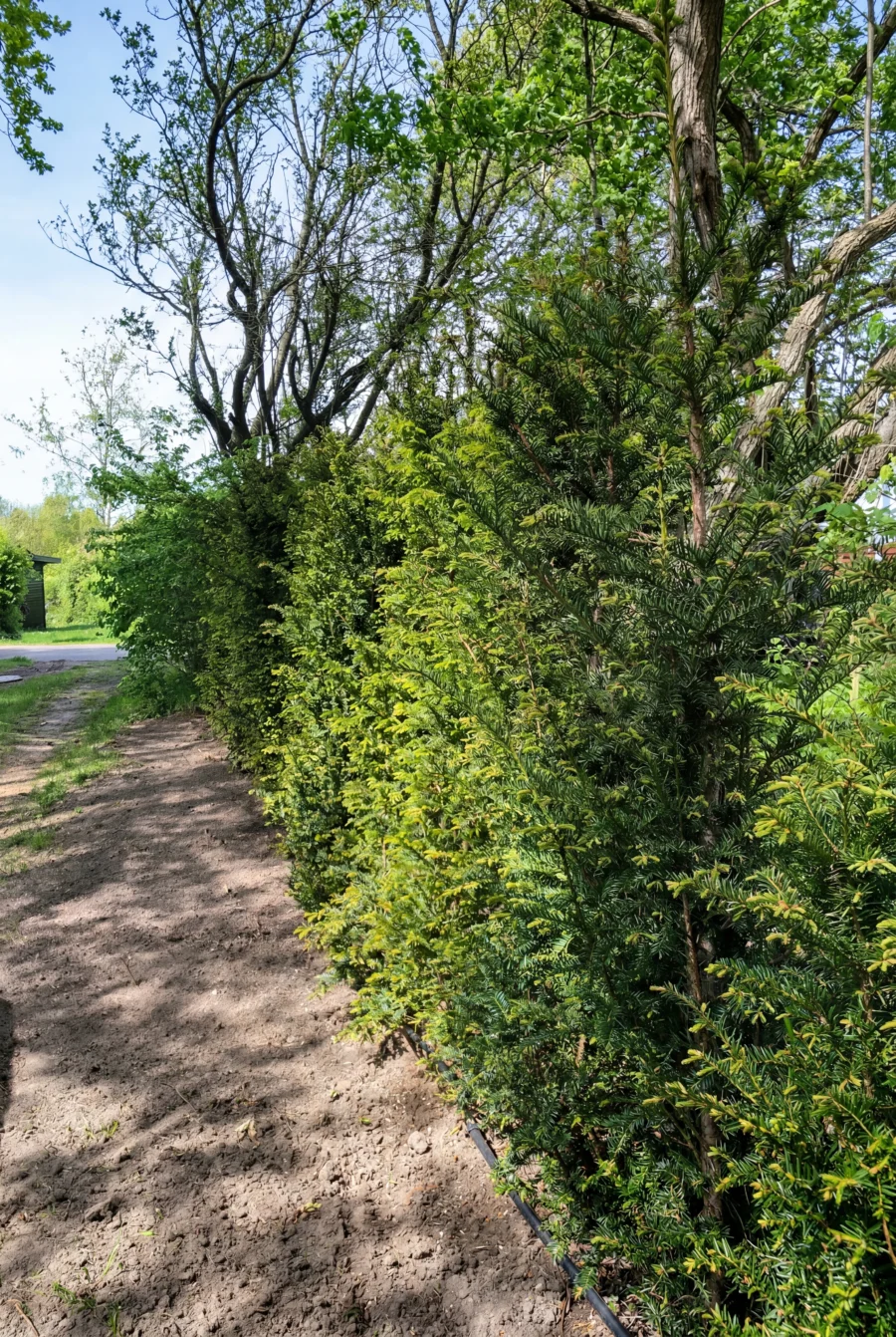 Idegran Taxus Baccata Kruka 60-100cm Budgetpack - Bild 2