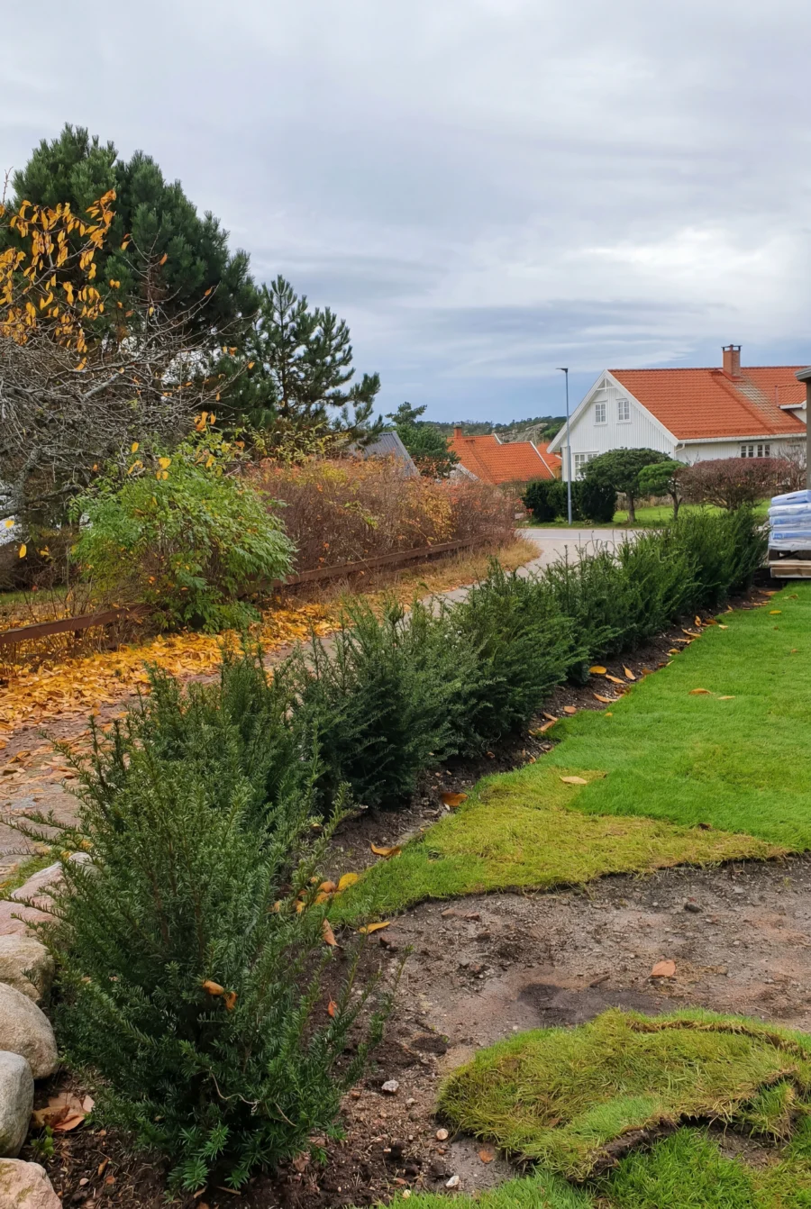 Idegran Taxus Baccata Kruka 60-100cm Budgetpack - Bild 3