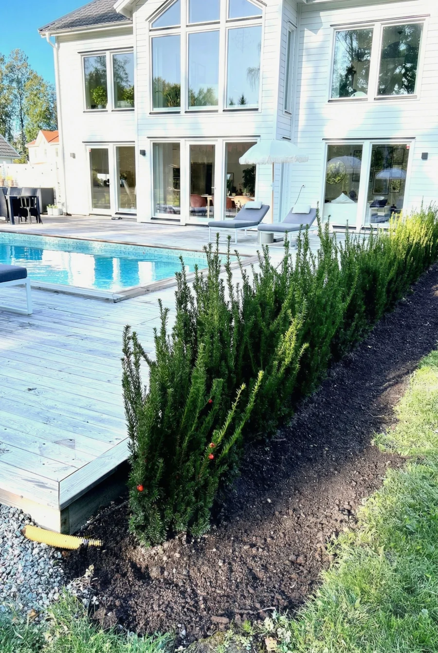 Hybrididegran Hicksii Kruka 100-140cm Budgetpack - Bild 2