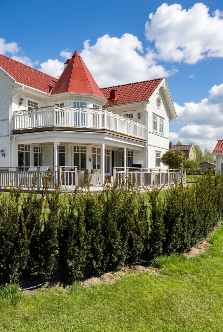 Hybrididegran Hillii Rotklump 60-100cm Budgetpack - Bild 3